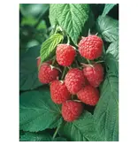 Himbeerpflanzen - 3 Pflanzen - Himbeerstrauch - Obstpflanzen - Höhe 25-40cm