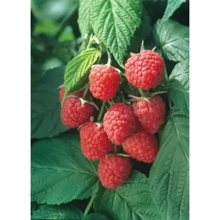 Raspberry Plants - 3 Plants - Raspberry Bush - Fruit Plants - Height 25-40cm