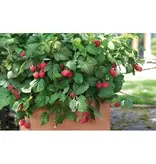 Himbeerpflanzen - 3 Pflanzen - Himbeerstrauch - Obstpflanzen - Höhe 25-40cm