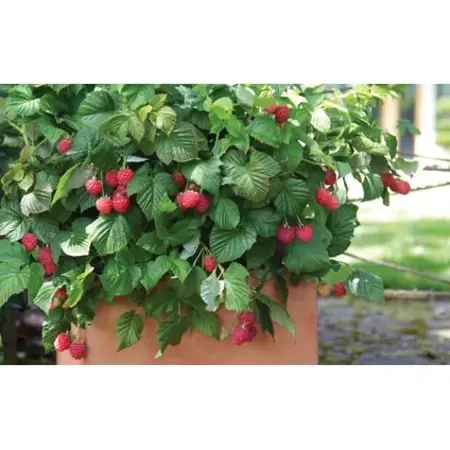 Himbeerpflanzen - 3 Pflanzen - Himbeerstrauch - Obstpflanzen - Höhe 25-40cm