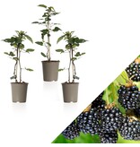 Bramenplanten - 3 Planten - Winterhard - Obstpflanzen - Kleinfrucht - 25 - 40 cm. Hoog