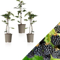 Blackberry plants - 3 Plants