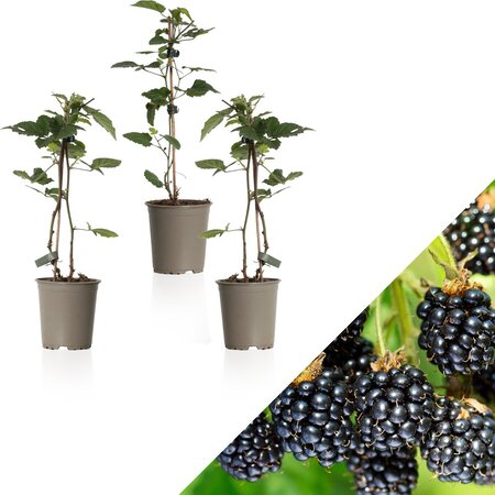 Bramenplanten - 3 Planten - Winterhard - Fruitplanten - Kleinfruit - 25 - 40 cm. Hoog