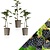 Bramenplanten - 3 Planten