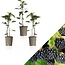 Bramenplanten - 3 Planten - Winterhard - Fruitplanten - Kleinfruit - 25 - 40 cm. Hoog