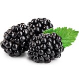 Blackberry plants - 3 Plants - Hardy - Fruit plants - Small fruit - 25 - 40 cm. High