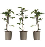 Blackberry plants - 3 Plants - Hardy - Fruit plants - Small fruit - 25 - 40 cm. High