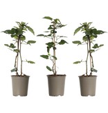 Bramenplanten - 3 Planten - Winterhard - Fruitplanten - Kleinfruit - 25 - 40 cm. Hoog