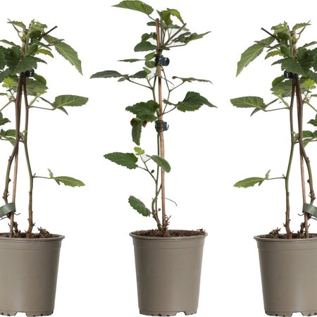 Blackberry plants - 3 Plants - Hardy - Fruit plants - Small fruit - 25 - 40 cm. High