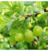 Yellow Gooseberry - 3 Plants - Flowering April/May - Harvest July/August - 25 - 35 cm. High.