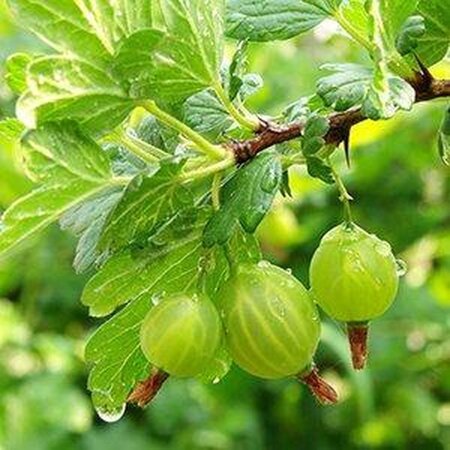 Yellow Gooseberry - 3 Plants - Flowering April/May - Harvest July/August - 25 - 35 cm. High.