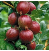 Rode Kruisbes Planten - 3 Planten - Winterhard - Fruitplanten - Kleinfruit - 25 - 35 cm. Hoogte