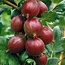 Rode Kruisbes Planten - 3 Planten - Winterhard - Fruitplanten - Kleinfruit - 25 - 35 cm. Hoogte