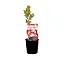 Rode Kruisbes Planten - 3 Planten - Winterhard - Fruitplanten - Kleinfruit - 25 - 35 cm. Hoogte