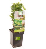 Yellow Gooseberry - 3 Plants - Flowering April/May - Harvest July/August - 25 - 35 cm. High.