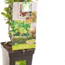 Gele Kruisbes Planten - 3 Planten