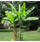 Musa Basjoo (Bananenplant) - 3 Planten - Winterharde Bananenplant - Japanse Vezelbanaan