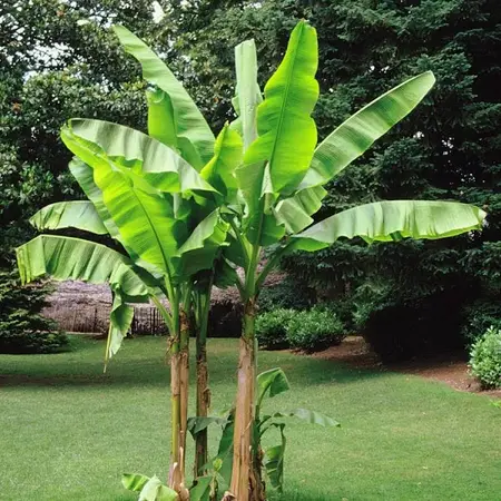 Musa Basjoo (Bananenplant) - 3 Planten - Winterharde Bananenplant - Japanse Vezelbanaan