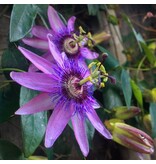 Passiflora Lavender Lady Blauw - 3 Planten - Paars - Passiebloem - Winterhard - Klimplant