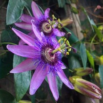 Passiflora Lavendel Lady Blue - 3 Pflanzen