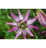 Passiflora Victoria Red - 3 Plants - Passion Flower - Hardy - Climbing Plant