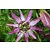Passiflora Victoria Rot - 3 Pflanzen