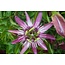 Passiflora Victoria Red - 3 Plants - Passion Flower - Hardy - Climbing Plant