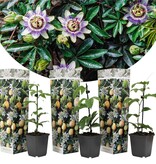 Passiflora Edulis 'Frederick' - 3 Plants - Purple - Passion Flower - Hardy - Climbing Plant
