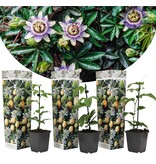 Passiflora Edulis 'Frederick' - 3 Planten - Paars - Passiebloem - Winterhard - Klimplant