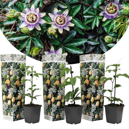 Passiflora Edulis 'Frederick' - 3 Plants - Purple - Passion Flower - Hardy - Climbing Plant