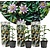 Passiflora Edulis 'Frederick' - 3 Planten