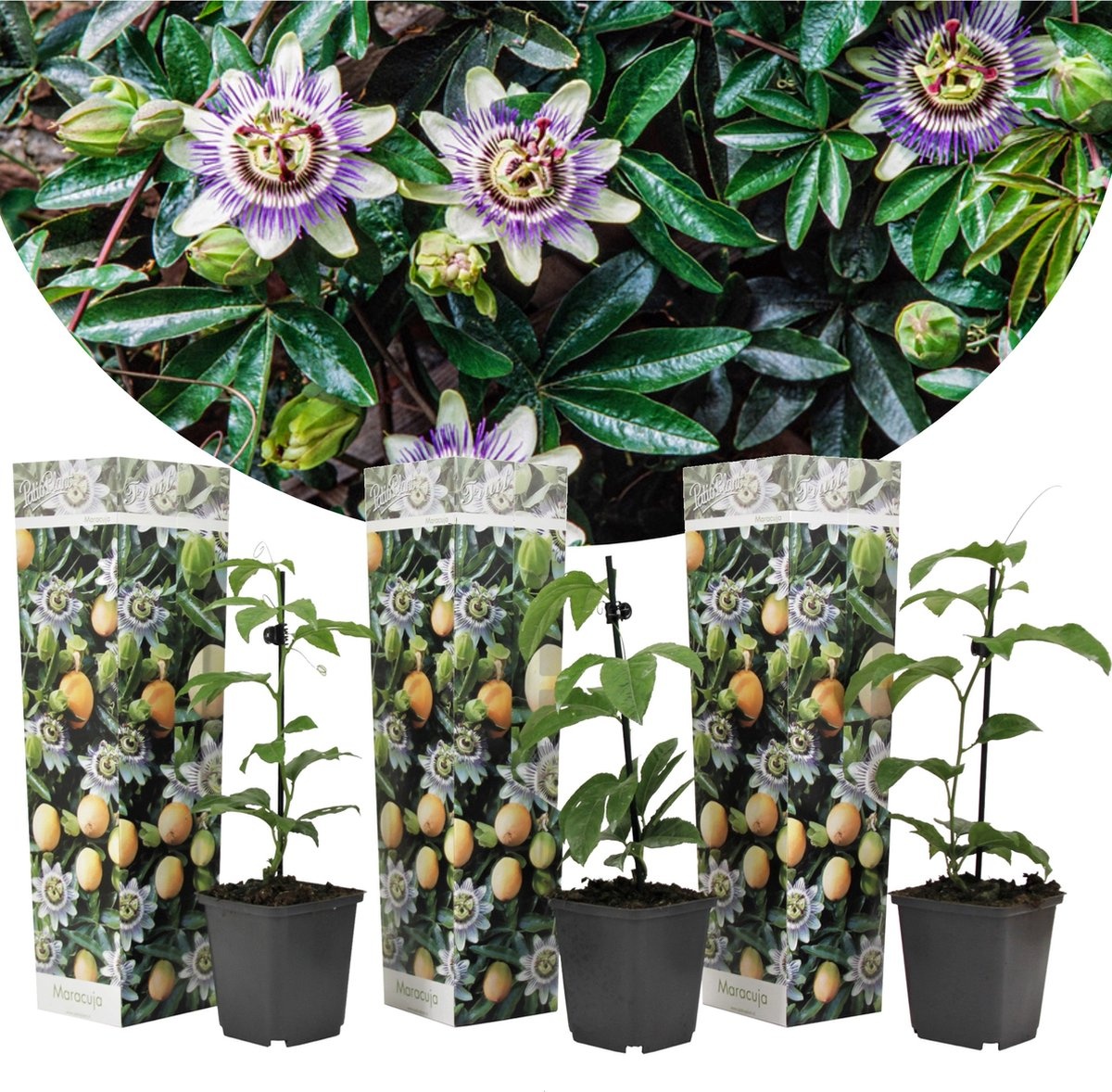 thumbnail image 2 of Live Edible Plant: Purple Passion Fruit 'Frederick' - Passiflora Edulis Frederick Vine 2 of 4