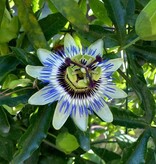 Passiflora Edulis 'Frederick' - 3 Plants - Purple - Passion Flower - Hardy - Climbing Plant