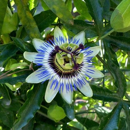 Passiflora Edulis 'Frederick' - 3 Planten - Paars - Passiebloem - Winterhard - Klimplant