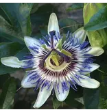 Passiflora Edulis 'Frederick' - 3 Planten - Paars - Passiebloem - Winterhard - Klimplant