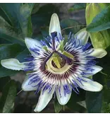 Passiflora Edulis 'Frederick' - 3 Plants - Purple - Passion Flower - Hardy - Climbing Plant