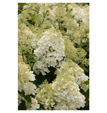 Hortensia Paniculata 'Phantom' - 3 Planten - Pluimhortensia Wit - Winterhard