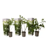 Hydrangea Paniculata - Silver Dollar' - 3 Plants - Hydrangea White - Hardy