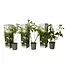 Hortensia Paniculata - Silver Dollar' - 3 Planten - Pluimhortensia Wit - Winterhard