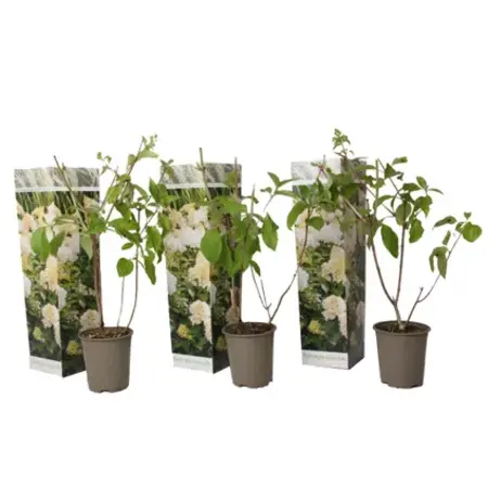 Hydrangea Paniculata 'Phantom' - 3 Plants - Hydrangea White - Hardy