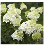 Hortensia Paniculata - Silver Dollar' - 3 Planten - Pluimhortensia Wit - Winterhard