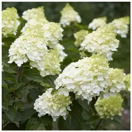 Hortensia Paniculata - Silver Dollar' - 3 Planten - Pluimhortensia Wit - Winterhard