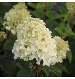 Hortensia Paniculata - Silver Dollar' - 3 Planten - Pluimhortensia Wit - Winterhard