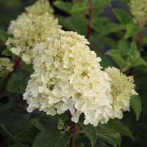 Hortensie Paniculata - 'Silver Dollar' - 3 Pflanzen