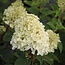 Hortensia Paniculata - Silver Dollar' - 3 Planten - Pluimhortensia Wit - Winterhard