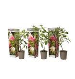 Hortensia Paniculata 'Pink Lady' - 3 Planten - Pluimhortensia Wit / Roze - Winterhard