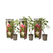 Hortensia Paniculata 'Pink Lady' - 3 Planten