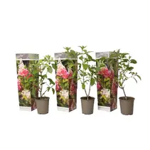 Hydrangea Paniculata 'Pink Lady' - 3 Plants