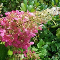 Hortensie Paniculata 'Pink Lady' - 3 Pflanzen