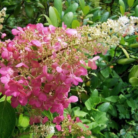 Hortensia Paniculata 'Pink Lady' - 3 Planten - Pluimhortensia Wit / Roze - Winterhard